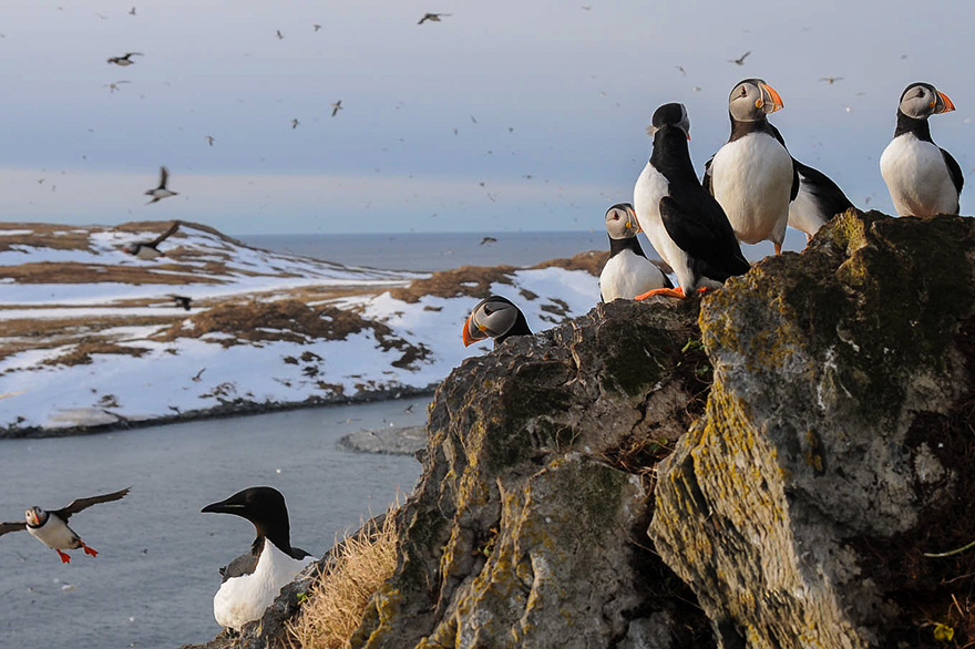 Papageientaucher im Fotografie Kurs auf der Arktis Reise