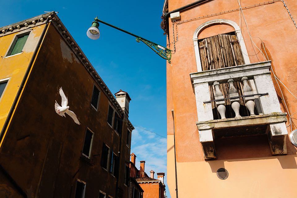fliegende Taube im Fotoseminar Cannaregio Venedig